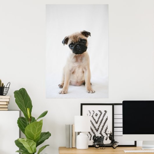 Baby Pug Portrait Poster (Thuiskantoor)