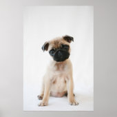 Baby Pug Portrait Poster (Voorkant)