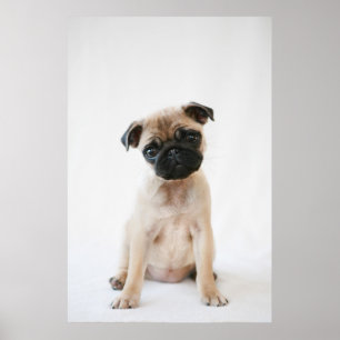 Baby Pug Portret Poster