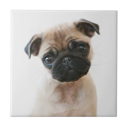 Baby Pug Portret Tegeltje (Voorkant)