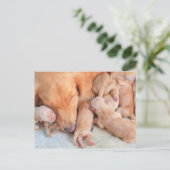Baby Puppies met moeder Briefkaart (Staand voorkant)