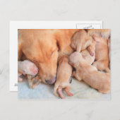 Baby Puppies met moeder Briefkaart (Voorkant / Achterkant)