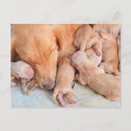 Baby Puppies met moeder Briefkaart (Voorkant)