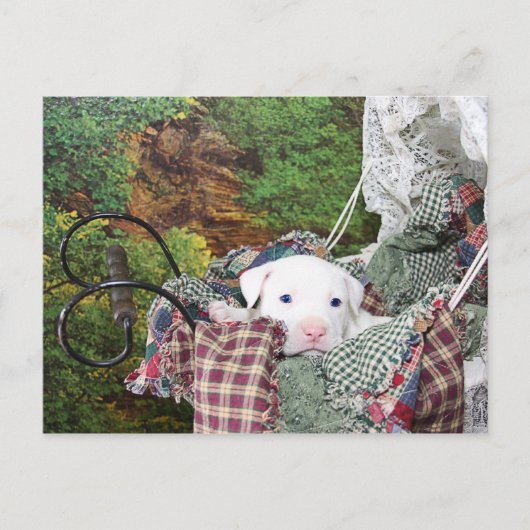 Baby Puppy Carriage Ride Briefkaart (Voorkant)