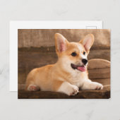 Baby Puppy Corgi Briefkaart (Voorkant / Achterkant)