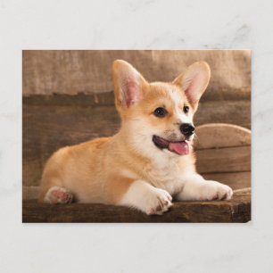 Baby Puppy Corgi Briefkaart