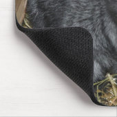 Baby Pygmy Goat Muismat (Hoek)