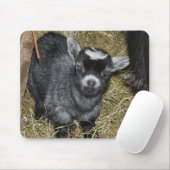 Baby Pygmy Goat Muismat (Met muis)