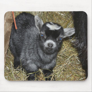 Baby Pygmy Goat Muismat