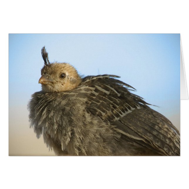 Baby Quail (Voorkant Horizontaal)