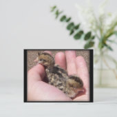 Baby Quail Briefkaart (Staand voorkant)