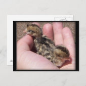 Baby Quail Briefkaart (Voorkant / Achterkant)