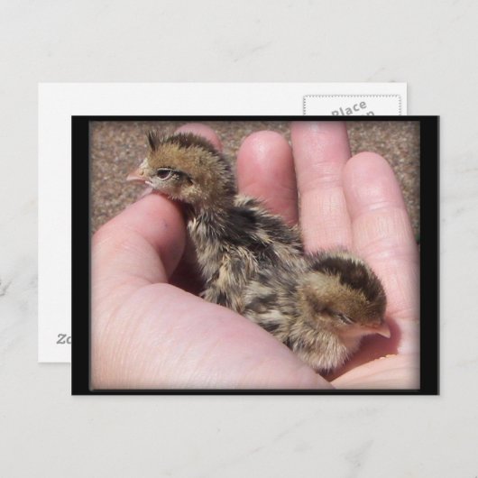 Baby Quail Briefkaart (Voorkant / Achterkant)