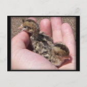 Baby Quail Briefkaart (Voorkant)