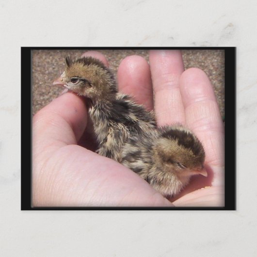 Baby Quail Briefkaart (Voorkant)