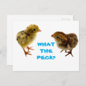 Baby Quail Chick Briefkaart (Voorkant / Achterkant)