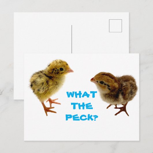 Baby Quail Chick Briefkaart (Voorkant / Achterkant)