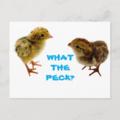Baby Quail Chick Briefkaart (Voorkant)