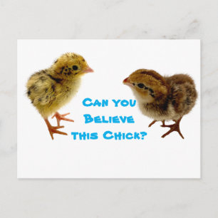 Baby Quail Chick Briefkaart