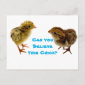 Baby Quail Chick Briefkaart (Voorkant)