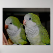 Baby Quaker Parrot Pair #2 Poster (Voorkant)