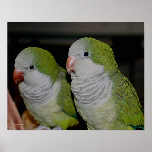 Baby Quaker Parrot Pair #2 Poster (Voorkant)