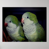 Baby Quaker Parrot Pair 2 Poster (Voorkant)