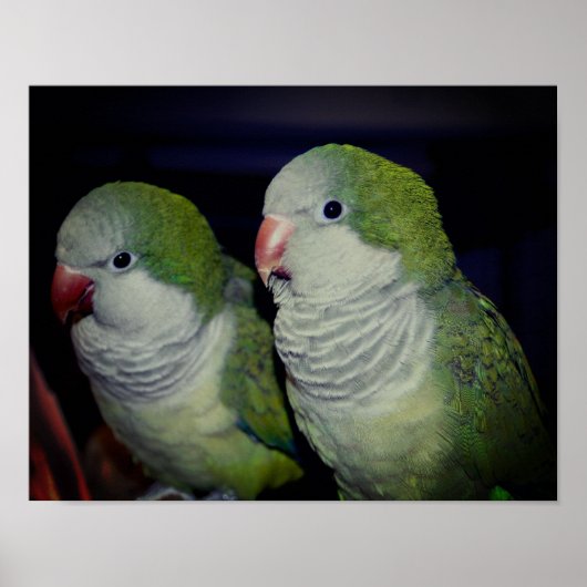 Baby Quaker Parrot Pair 2 Poster (Voorkant)
