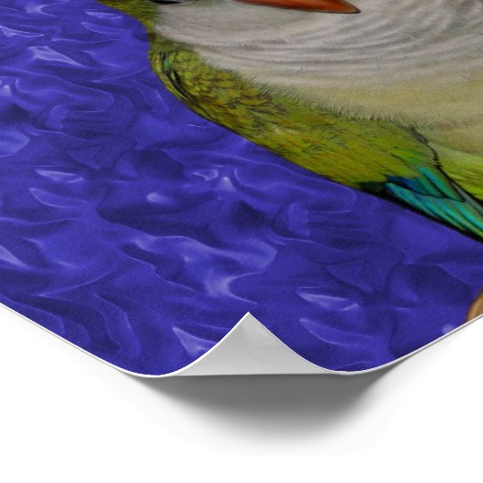 Baby Quaker Parrot Pair Animal Poster (Hoek)