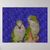 Baby Quaker Parrot Pair Animal Poster (Voorkant)