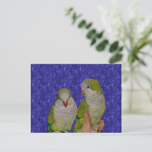 Baby Quaker Parrot Pair Dierlijk Briefkaart (Staand voorkant)