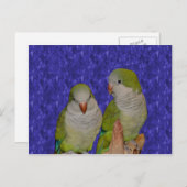 Baby Quaker Parrot Pair Dierlijk Briefkaart (Voorkant / Achterkant)