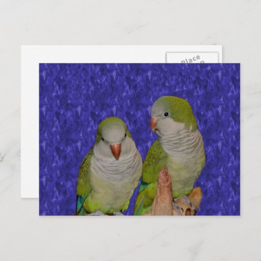 Baby Quaker Parrot Pair Dierlijk Briefkaart (Voorkant / Achterkant)