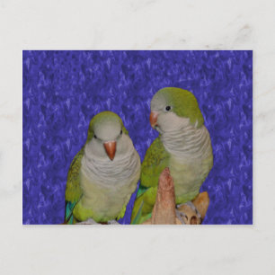 Baby Quaker Parrot Pair Dierlijk Briefkaart