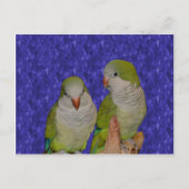 Baby Quaker Parrot Pair Dierlijk Briefkaart (Voorkant)