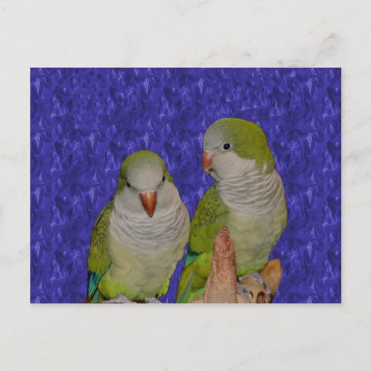 Baby Quaker Parrot Pair Dierlijk Briefkaart (Voorkant)