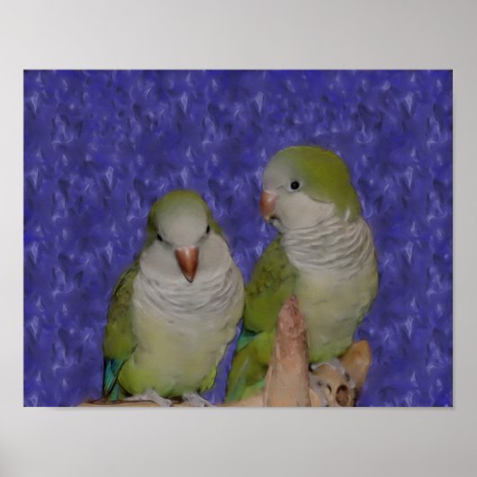 Baby Quaker Parrot Pair Photo Painting Poster (Voorkant)
