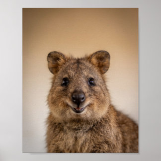 Baby Quokka Portret – Mooie Dieren Muur Kunst voor Poster