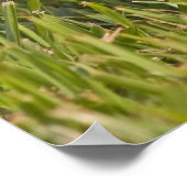 Baby Raccon 2 Poster (Hoek)