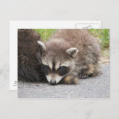Baby Raccoon Briefkaart (Voorkant / Achterkant)