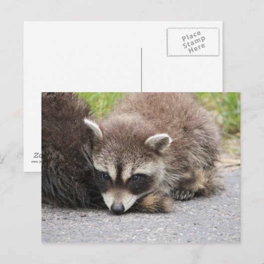 Baby Raccoon Briefkaart (Voorkant / Achterkant)