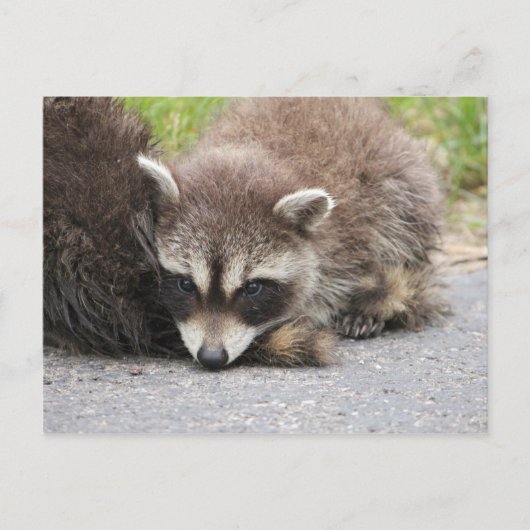 Baby Raccoon Briefkaart (Voorkant)