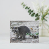 Baby Raccoon Briefkaart (Staand voorkant)