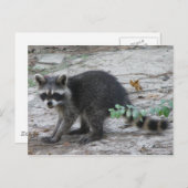 Baby Raccoon Briefkaart (Voorkant / Achterkant)