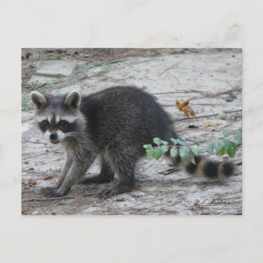 Baby Raccoon Briefkaart (Voorkant)