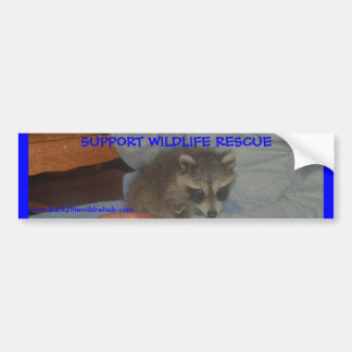 BABY RACCOON BUMPERSTICKER