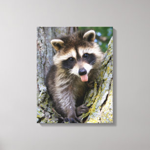 Baby Raccoon Canvas Afdruk