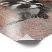 Baby Raccoon gevonden in Barn Foto Afdruk (Hoek)