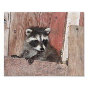 Baby Raccoon gevonden in Barn Foto Afdruk