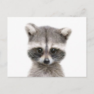 baby raccoon hallo. briefkaart